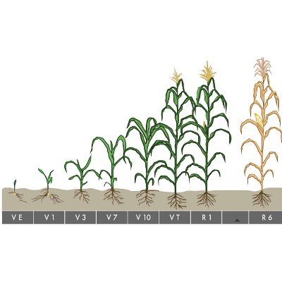 Determining Corn Growth Stages  | Crop Science US