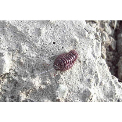 Vordan Karmir: Armenia's Insect-Born Crimson