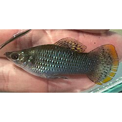 FishCare AI: Aquarium Care Guides, Fish Species Encyclopedia and Aquarium Tools
