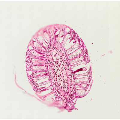 Pine Young Staminate Cone Under the Microscope · StudyScope icon