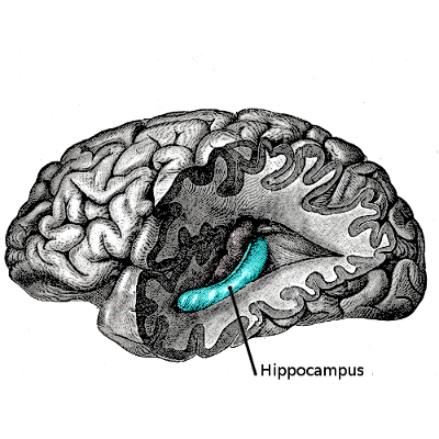 Cognition and the Brain Slides icon