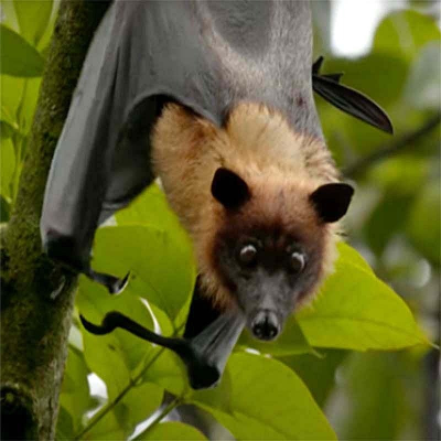 Interactive Case Study for Virus Hunter: Monitoring Nipah Virus in Bat Populations