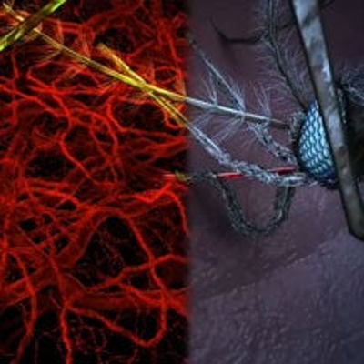 Malaria: Human Host