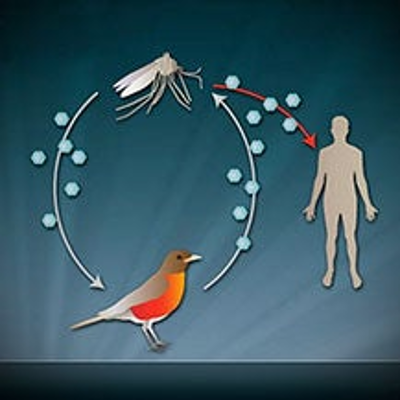 From Birds to People: The West Nile Virus Story