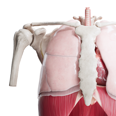 VOKA 3D Anatomy & Pathology