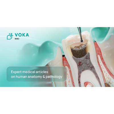 VOKA Wiki: Medical Articles about Human Anatomy, Physiology & Pathology icon