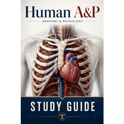 Study Guide: Human A&P icon