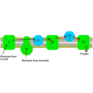 The Electron Transport System of Mitochondria icon