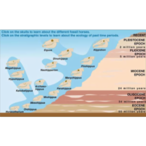 Horse Evolution (Tempo and Mode)