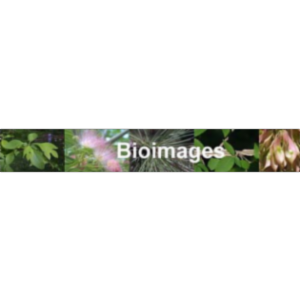 Bioimages