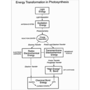 The Photosynthetic Process
