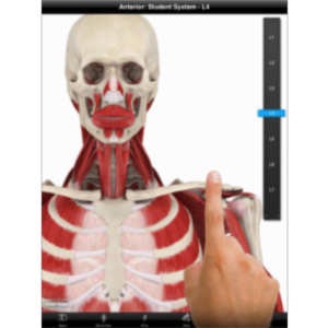 Student Muscle System App for iPad icon