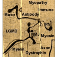 NEUROMUSCULAR DISEASE CENTER icon