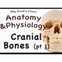 The Skeletal System : Cranial Bone pt 1 (07:05) icon