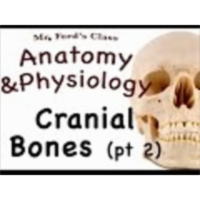 The Skeletal System : Cranial Bone pt 2 (07:06) icon