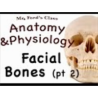 The Skeletal System : Facial Bones pt 2 (07:08) icon