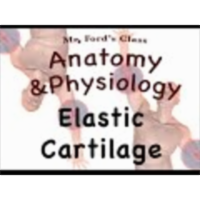 Joints and Articulations : Elastic Cartilage (08:04) icon