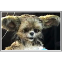 34. Social Referencing with Leonardo