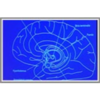 Neurobiology of Fear, Anxiety and Extinction: Implications for Psychotherapy icon