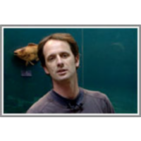 Koliko ptic se pozimi zadržuje na naših rekah in jezerih?