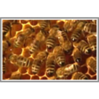 Boj za obstanek čebel