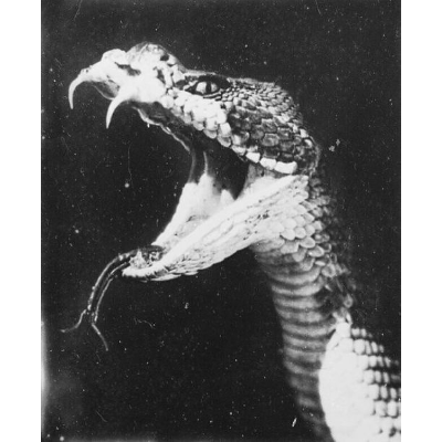 Asthe Nosoma