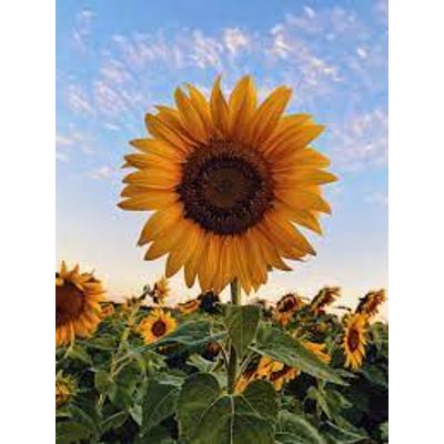 Sun Flower