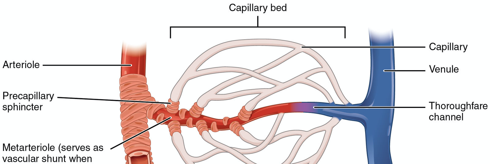 https://commons.wikimedia.org/wiki/File:2105_Capillary_Bed.jpg