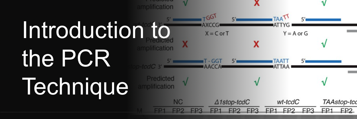 Introduction to the PCR Technique